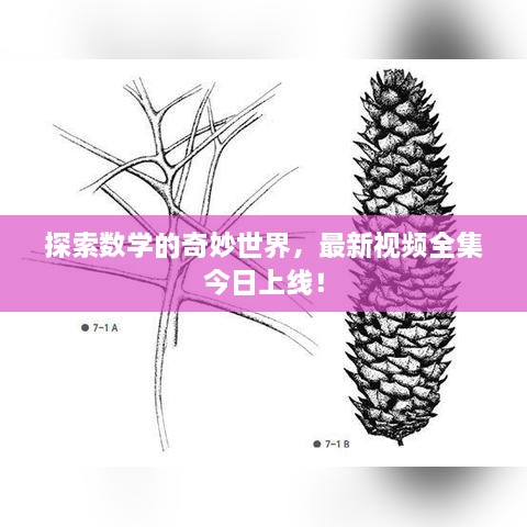探索数学的奇妙世界，最新视频全集今日上线！