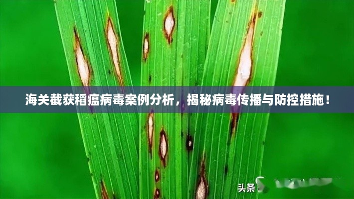 海关截获稻瘟病毒案例分析，揭秘病毒传播与防控措施！